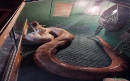 Boa Snake reptiles for sale: Short tailed boa and full setup - Image 6