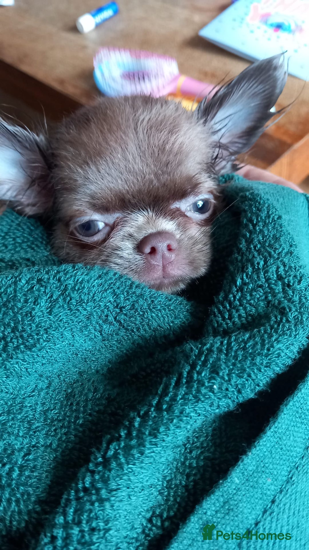 Chihuahua dogs for sale: Dna tested parents Lilac girl - Image 4