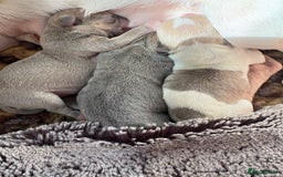 Chihuahua dogs for sale: 🩷 smooth coat chihuahua girls for you🩷  - Image 11