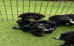 Cockapoo dogs for sale: 12 stunning cockapoo puppies ready now - Image 2