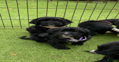 Cockapoo dogs stunning cockapoo puppies ready now 5 left - Advert 2