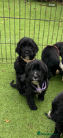 Cockapoo dogs stunning cockapoo puppies ready now 5 left - Advert 2