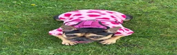 French Bulldog dogs for sale: 4 year old frenchie girl in need of a new home - Advert 9