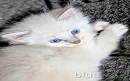 Ragdoll cats for sale: Stunning fluffy show quality ragdolls  - Image 23