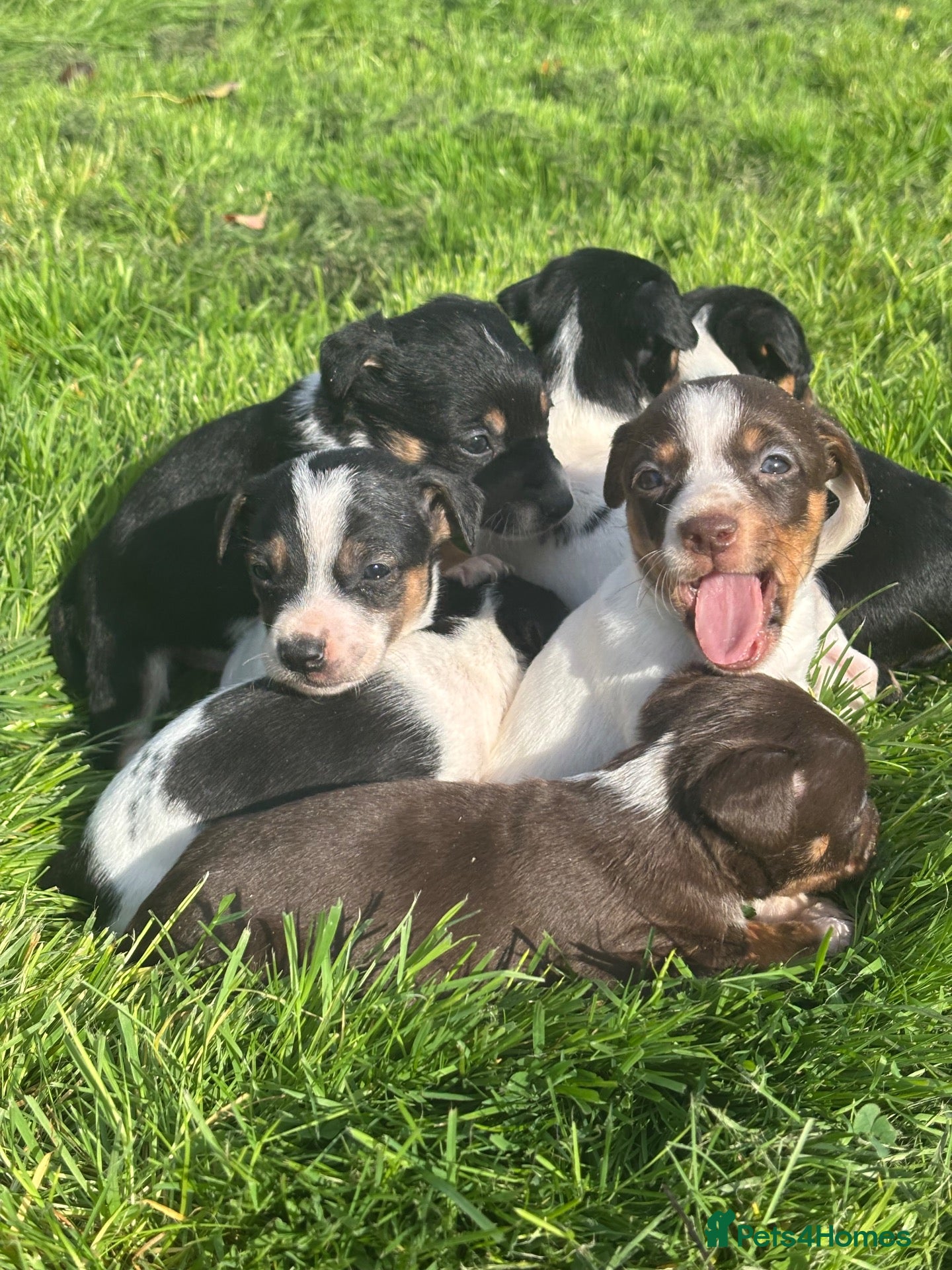 Jack Russell dogs jack Russel puppies for sale  - Advert 2