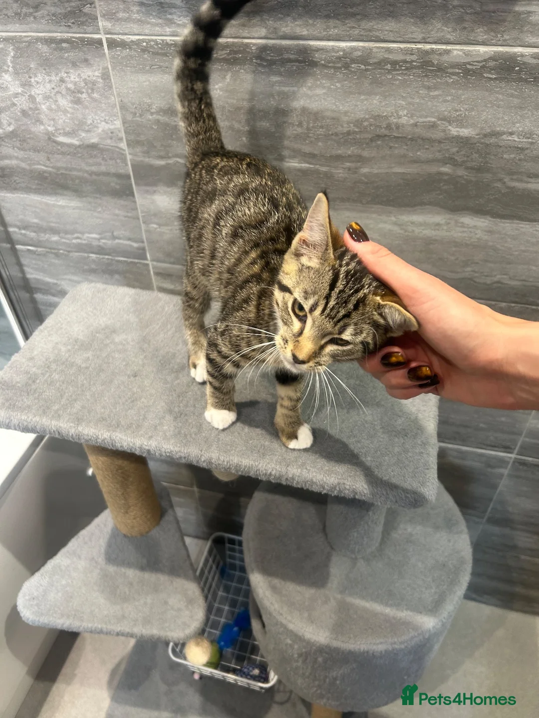 Mixed Breed cats for sale: Mixed bread 12 weeks  in Canterbury - Advert 4