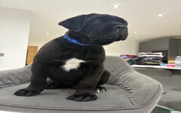 Cane Corso dogs for sale: Cane Corso puppies  - Image 1