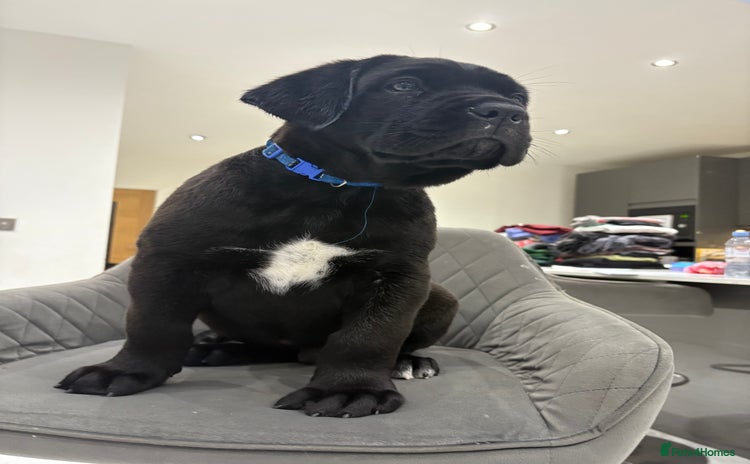 Cane Corso dogs - Advert 3