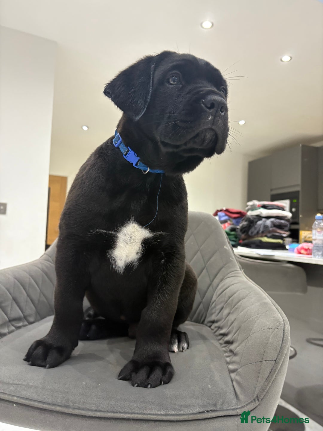 Cane Corso dogs for sale: Cane Corso puppies  - Image 1