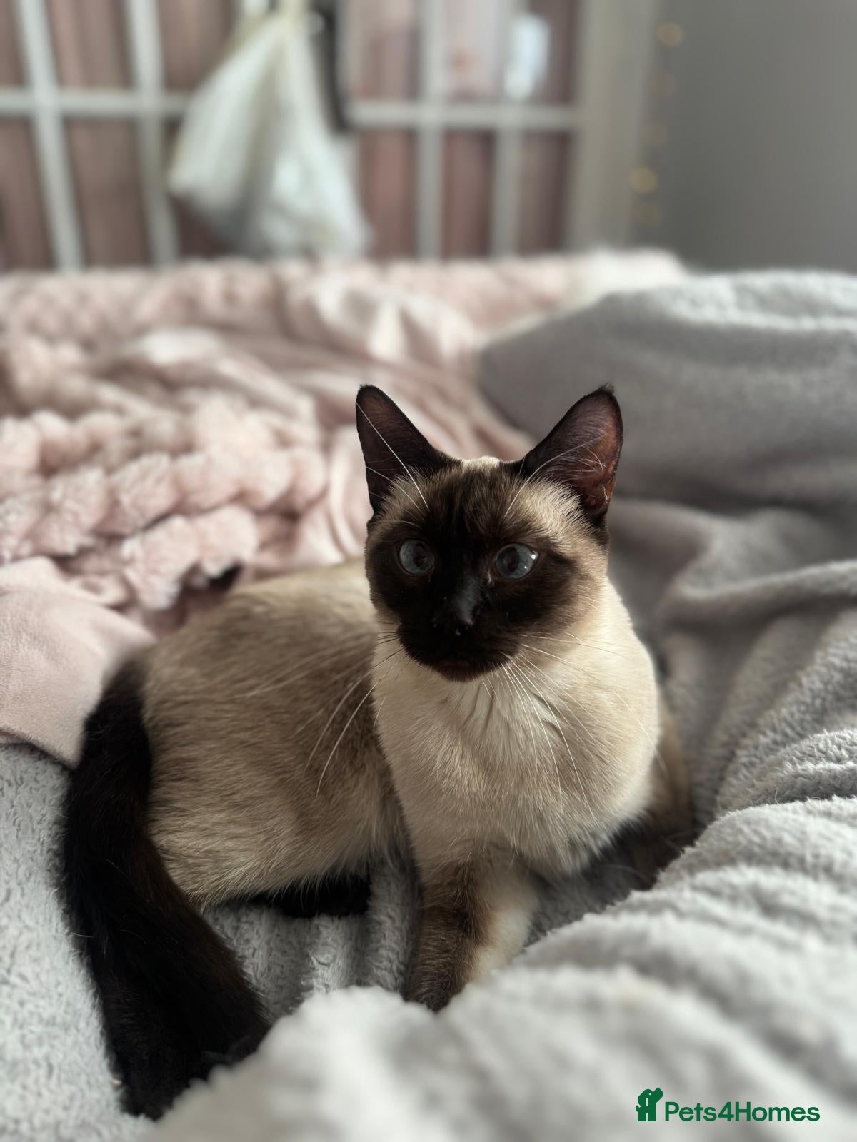 Mixed Breed cats Siamese Cross Ragdoll kittens plus black/white - Advert 2