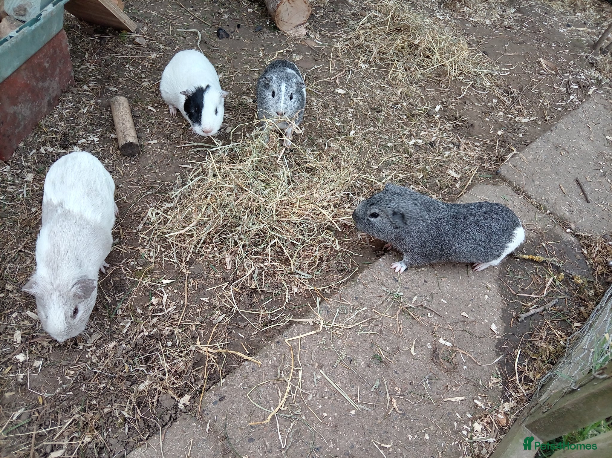 Guinea Pig rodents Male Guinea Pigs - Advert 1