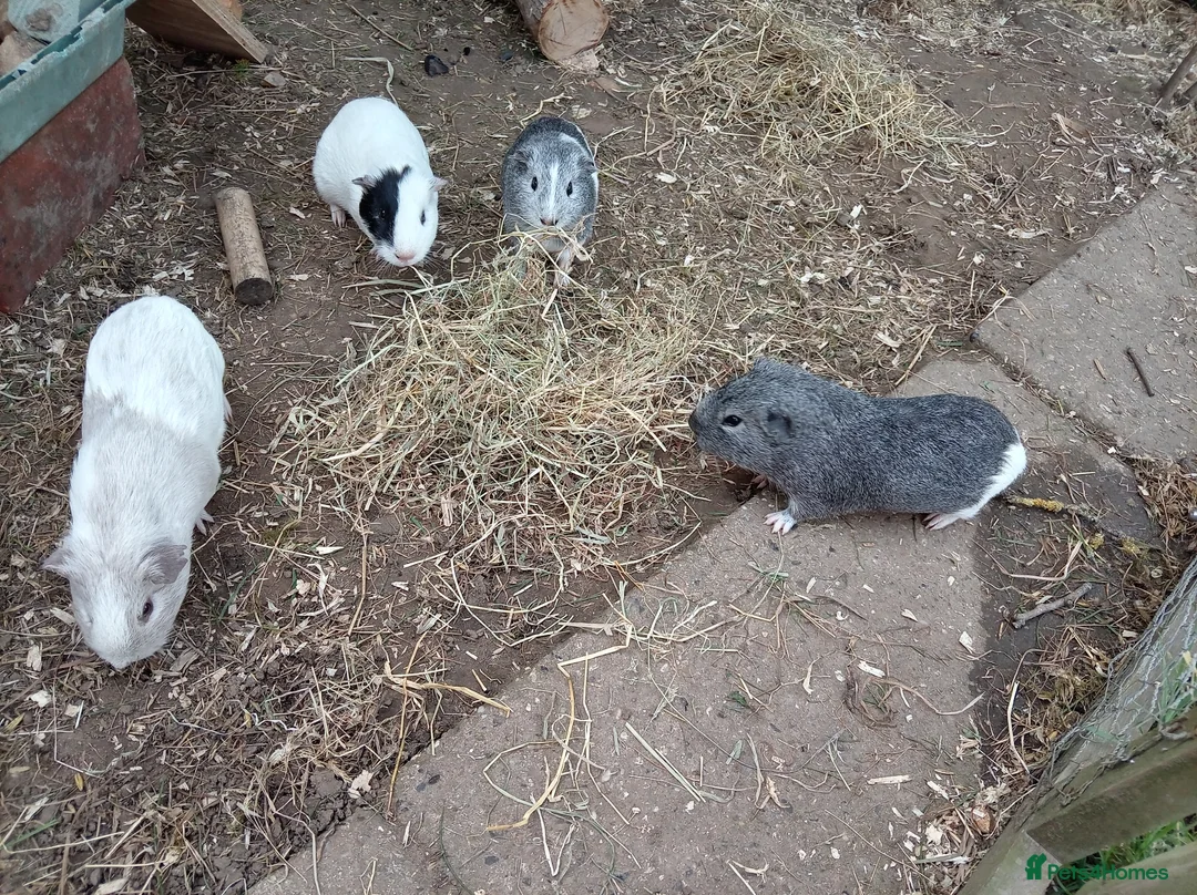 Guinea Pig rodents for sale: Male Guinea Pigs in Colchester - Advert 1