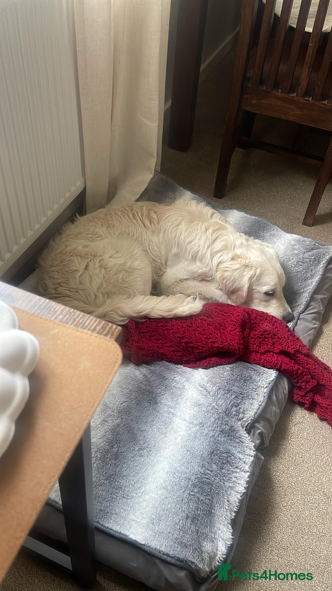 Golden Retriever dogs for sale: Golden retriever  - Advert 4