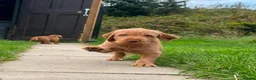 Hungarian Vizsla dogs for sale: KC Reg Hungarian Wirehaired Vizsla Puppies - Advert 3
