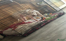 American Bull Staffy dogs for sale: American bull staffy & American bulldog hybrid  - Image 5