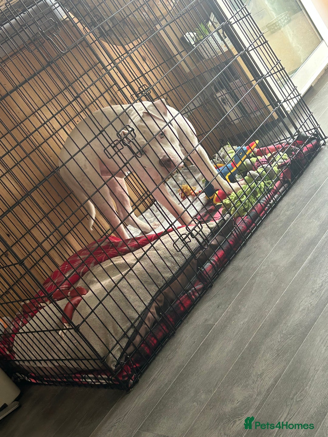 American Bull Staffy dogs for sale: American bull staffy & American bulldog hybrid  - Image 5