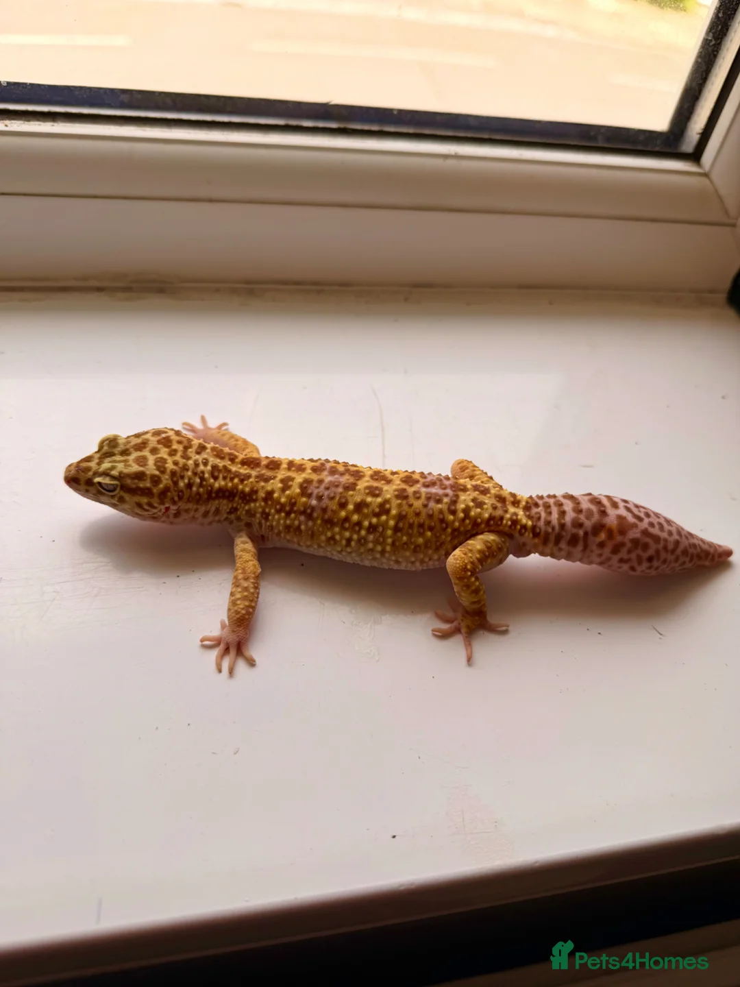 Leopard Gecko reptiles for sale: Beautiful Leopard Gecko  - Advert 4