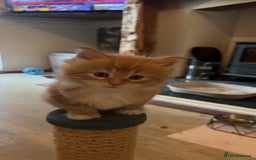 Maine Coon cats for sale: Maine Coon Kittens  - Image 15