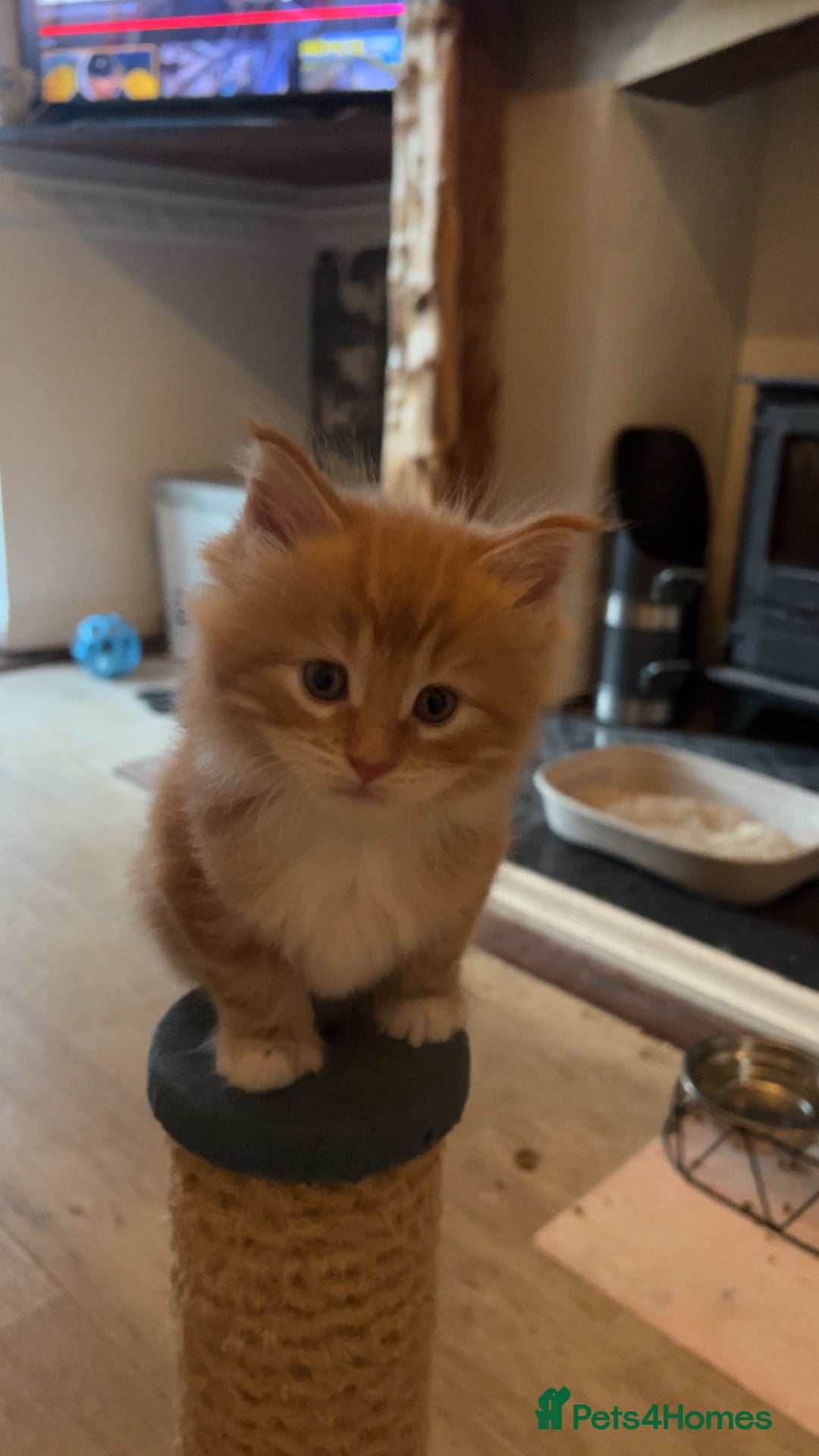 Maine Coon cats for sale: Maine Coon Kittens  - Image 15