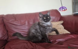 Maine Coon cats for sale: TICA reg black smoke female ready now - Image 5