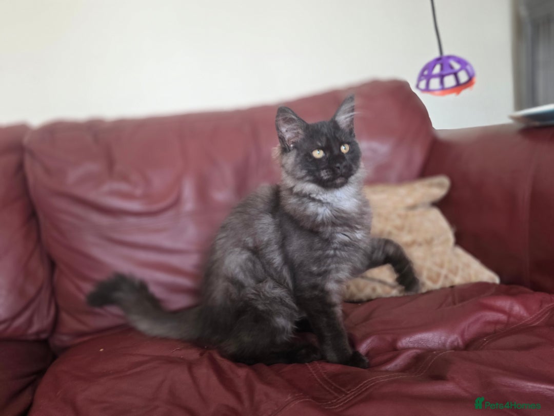 Maine Coon cats for sale: TICA reg black smoke female ready now - Image 5