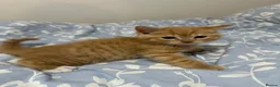 Mixed Breed cats for sale: Adorable Kittens Ready From 6th June - Advert 25