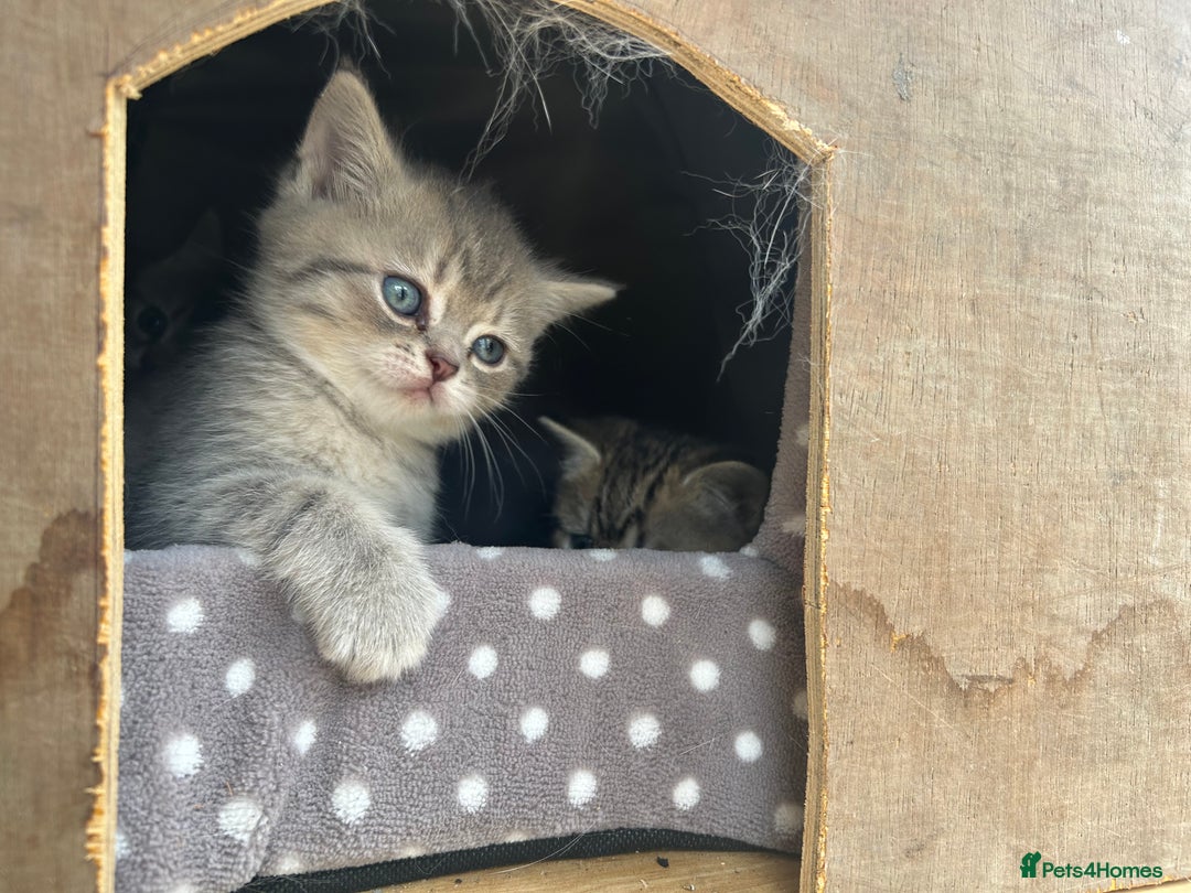 British Shorthair cats for sale: British shorthair kittens  - Image 29
