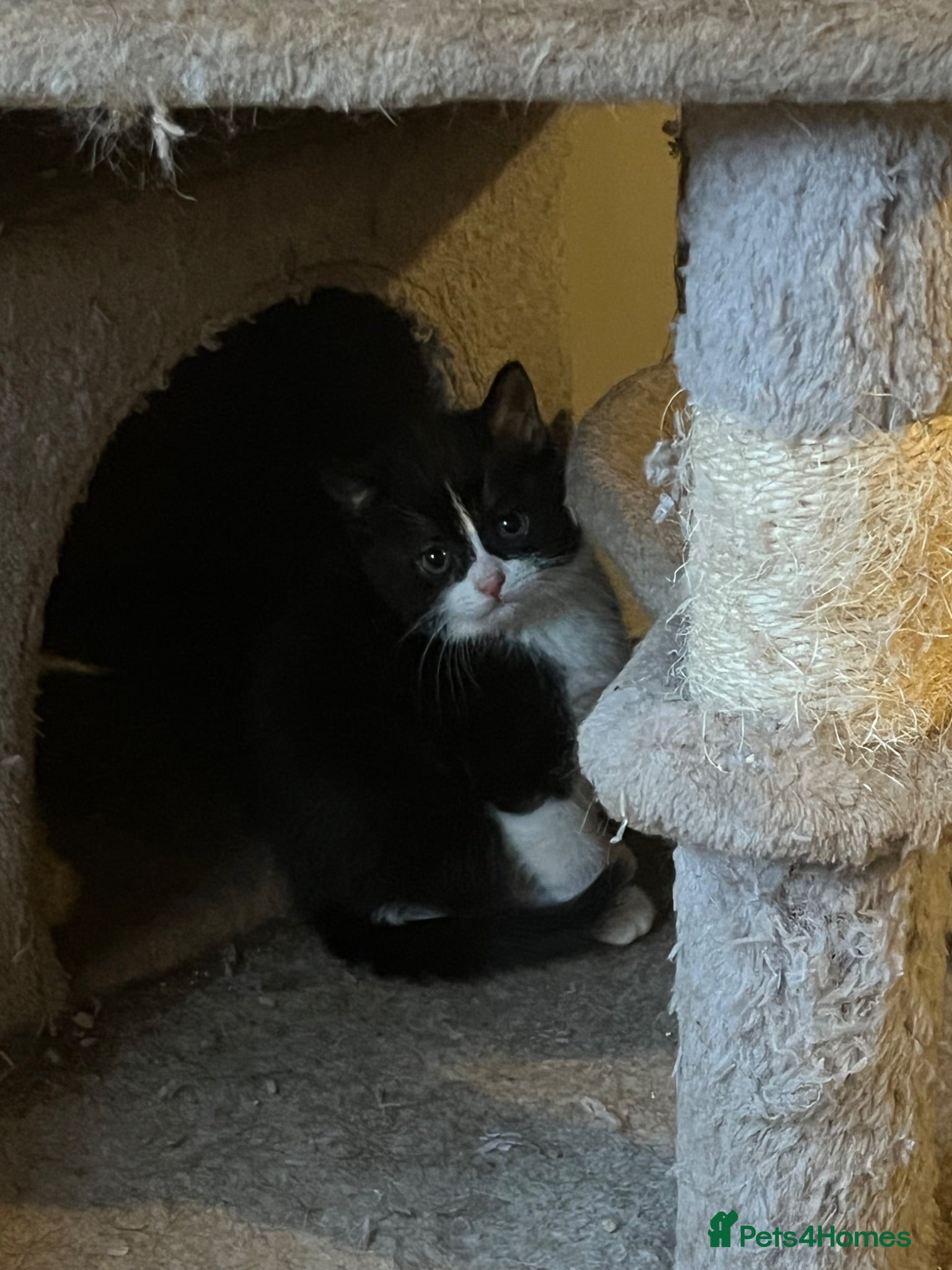 Mixed Breed cats Half Persian kittens 1 boy 3 females - Advert 2