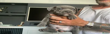 Staffordshire Bull Terrier 6