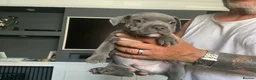 Staffordshire Bull Terrier dogs for sale: Beautiful kc reg Staffordshire bull terriers  - Advert 2