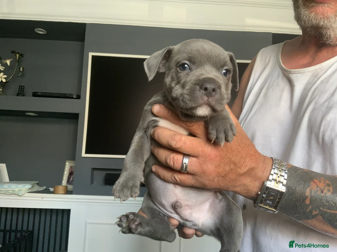 Staffordshire Bull Terrier dogs for sale: Beautiful kc reg Staffordshire bull terriers  - Advert 2