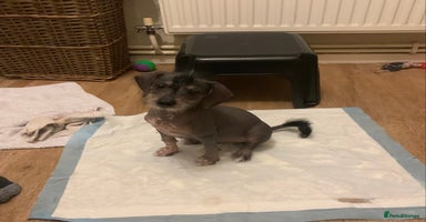 Mixed Breed dogs - Advert 6