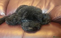 Toy Poodle dogs for sale: Exquisite Toy Poodle Pup - Fully Health Tested  in Gravesend - Image 10