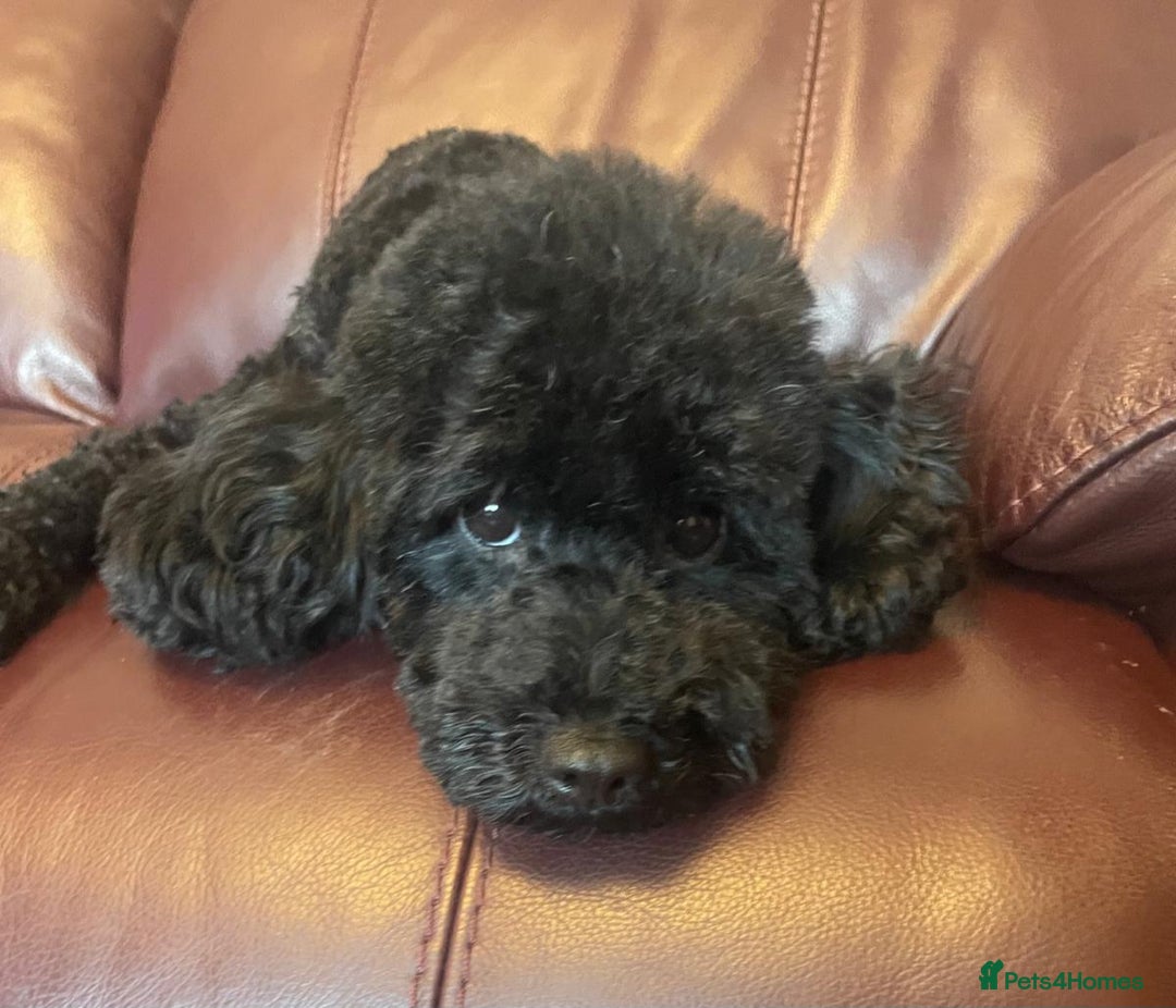 Toy Poodle dogs for sale: Exquisite Toy Poodle Pup - Fully Health Tested  in Gravesend - Image 10
