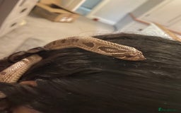 Snake reptiles for sale: Western hognose 3 years old with full setup. - Image 6