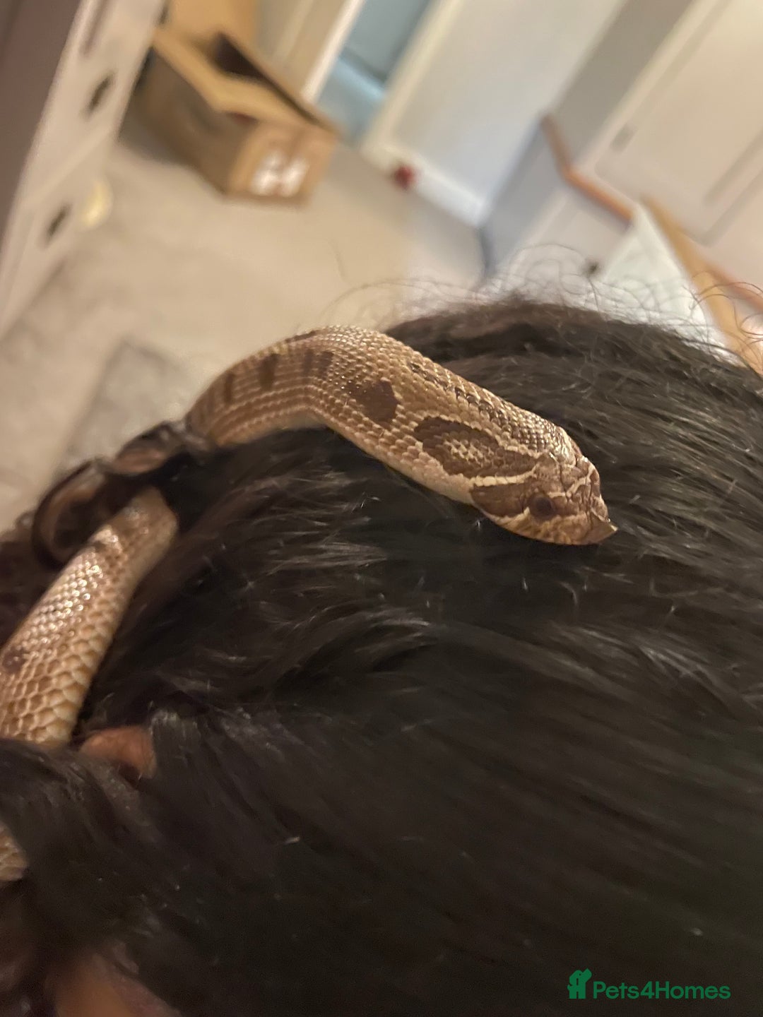 Snake reptiles for sale: Western hognose 3 years old with full setup. - Image 6