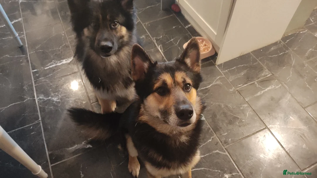 Shepsky dogs for sale: Gorgeous GSDxHusky 3 year old sweet loving boy - Advert 2