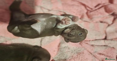 Chihuahua dogs - Advert 7