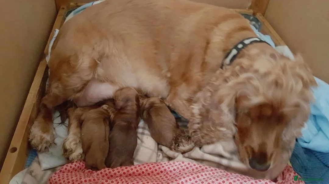 Cocker Spaniel dogs for sale: Cocker spaniel puppies  - Advert 6