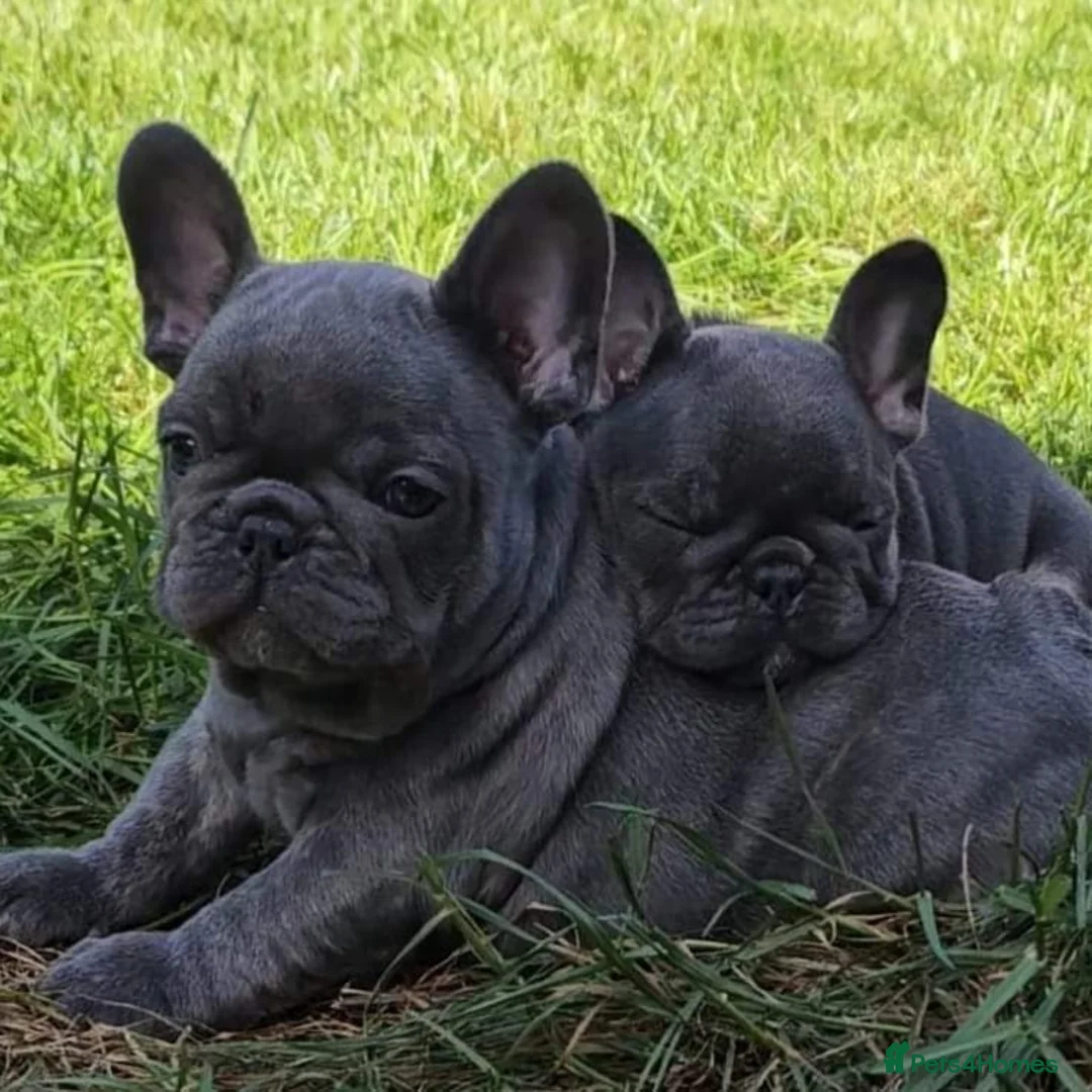 French Bulldog dogs for stud: Mayan, Rfg, bva, Silver health tested Lilac tan in Sheffield - Advert 36