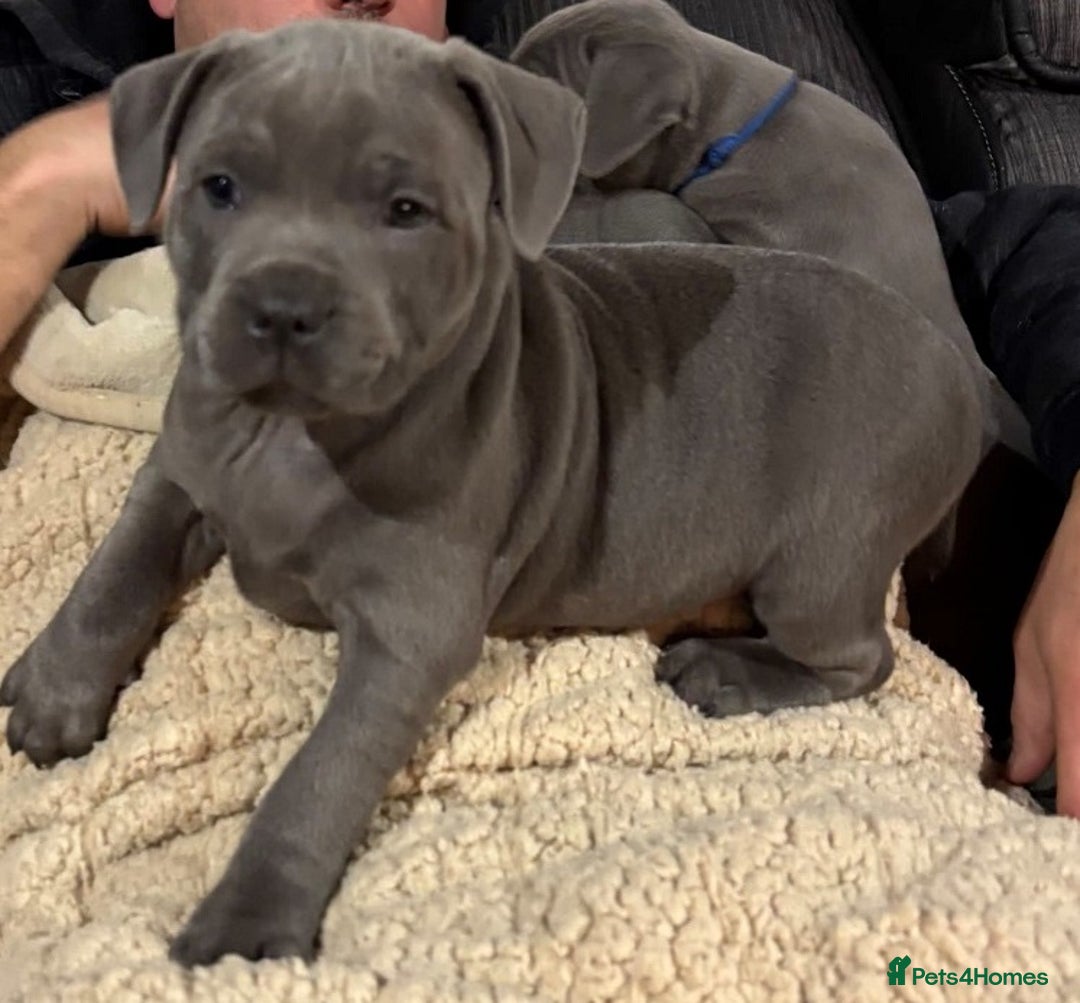 Staffordshire Bull Terrier dogs for sale: Beautiful litter of Staffordshire Terrier puppies - Image 6