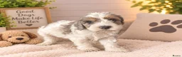 Cockapoo dogs for sale: Stunning cockapoos - Advert 14
