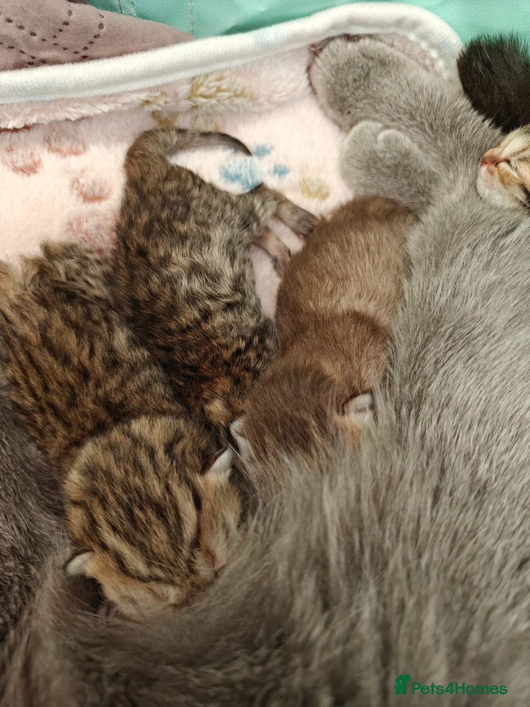British Shorthair cats for sale: Beautiful British Shorthair Kittens - Advert 2