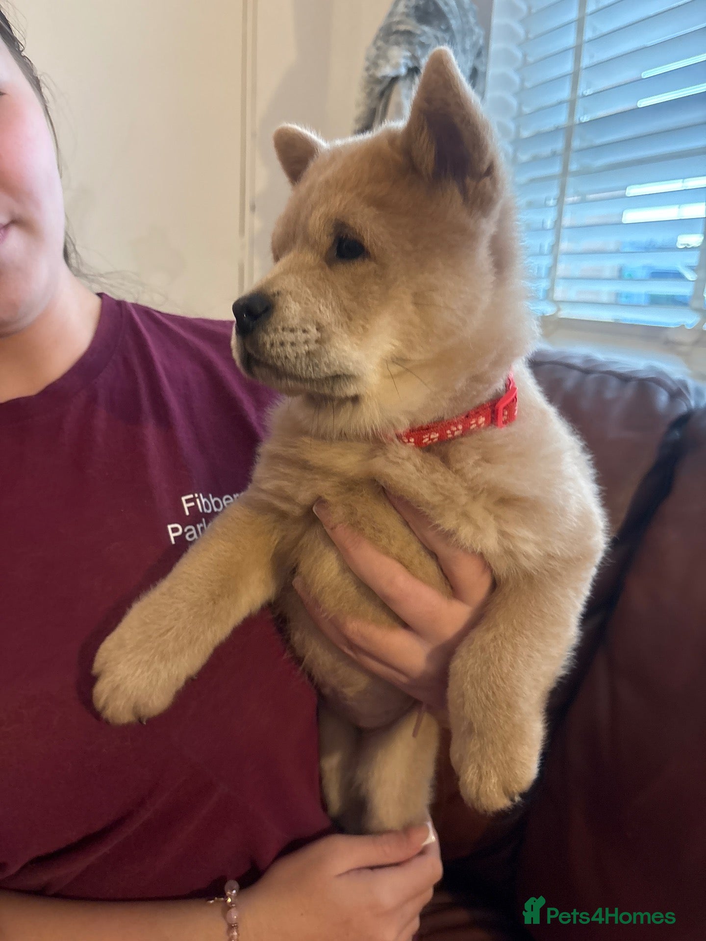 Chow Chow dogs Looking for there home 🏠 £1200! - Advert 3