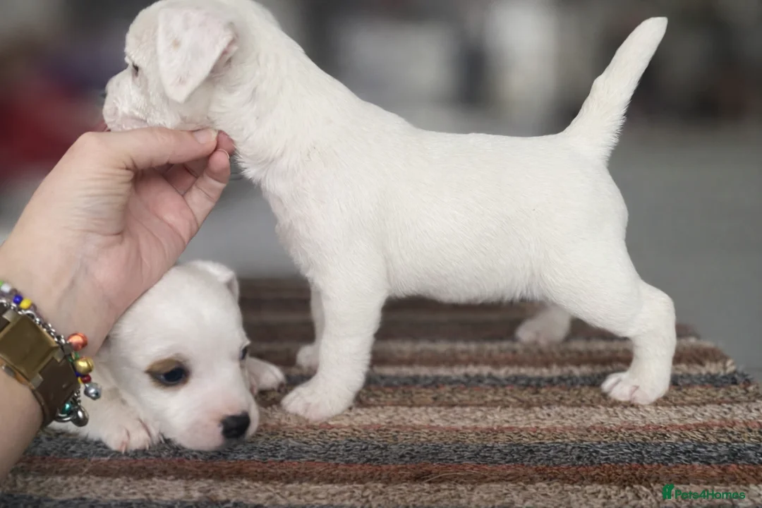 Jack Russell dogs for sale: Parson type Jack Russell pups - Advert 5