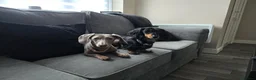 Miniature Dachshund dogs for sale: 2 year old isabella blue & tan smooth coat female - Advert 3
