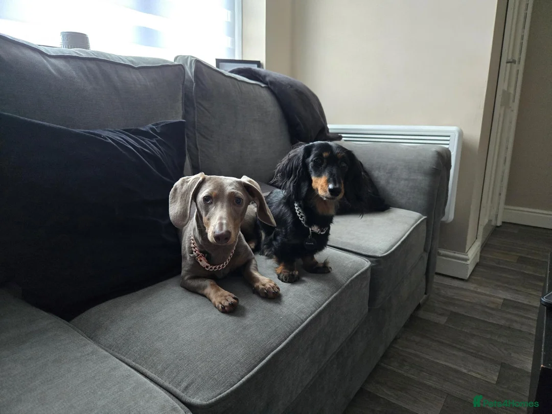 Miniature Dachshund dogs for sale: 2 year old isabella blue & tan smooth coat female - Advert 3