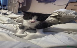 Maine Coon cats for sale: Mainecoon cross ragdoll - Image 4