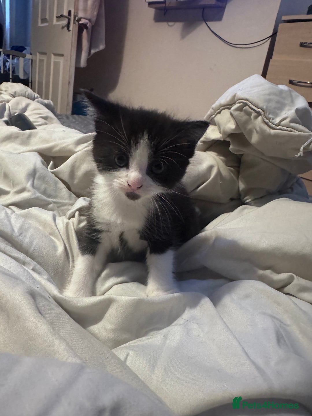 Maine Coon cats for sale: Mainecoon cross ragdoll - Image 4