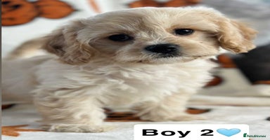 Cavachon dogs - Advert 6